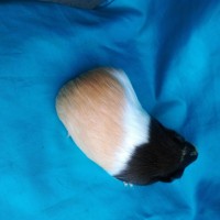 Ginepig Dutch Guinea Pig Dişi Sahiplendirildi Eskişehir Ginepig Dutch Guinea Pig Dişi Sahiplendirildi Eskişehir