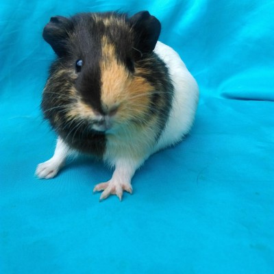 Ginepig Dutch Guinea Pig Dişi Sahiplendirildi Eskişehir Ginepig Dutch Guinea Pig Dişi Sahiplendirildi Eskişehir