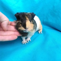 Ginepig Dutch Guinea Pig Dişi Sahiplendirildi Eskişehir Ginepig Dutch Guinea Pig Dişi Sahiplendirildi Eskişehir