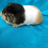 Ginepig Dutch Guinea Pig Dişi Sahiplendirildi Eskişehir Ginepig Dutch Guinea Pig Dişi Sahiplendirildi Eskişehir