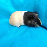 Ginepig Dutch Guinea Pig Dişi Sahiplendirildi Eskişehir Ginepig Dutch Guinea Pig Dişi Sahiplendirildi Eskişehir