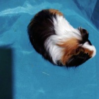 Guinea Pig Sheltie Ginepig Dişi Sahiplendirildi Guinea Pig Sheltie Ginepig Dişi Sahiplendirildi