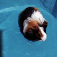 Guinea Pig Sheltie Ginepig Dişi Sahiplendirildi Guinea Pig Sheltie Ginepig Dişi Sahiplendirildi