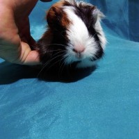 Guinea Pig Sheltie Ginepig Dişi Sahiplendirildi Guinea Pig Sheltie Ginepig Dişi Sahiplendirildi
