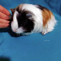 Guinea Pig Sheltie Ginepig Dişi Sahiplendirildi Guinea Pig Sheltie Ginepig Dişi Sahiplendirildi