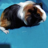 Guinea Pig Sheltie Ginepig Dişi Sahiplendirildi Guinea Pig Sheltie Ginepig Dişi Sahiplendirildi
