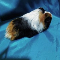 Guinea Pig Sheltie Ginepig Dişi Sahiplendirildi Guinea Pig Sheltie Ginepig Dişi Sahiplendirildi