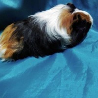 Guinea Pig Sheltie Ginepig Dişi Sahiplendirildi Guinea Pig Sheltie Ginepig Dişi Sahiplendirildi
