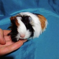 Guinea Pig Sheltie Ginepig Dişi Sahiplendirildi Guinea Pig Sheltie Ginepig Dişi Sahiplendirildi