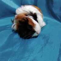 Guinea Pig Sheltie Ginepig Dişi Sahiplendirildi Guinea Pig Sheltie Ginepig Dişi Sahiplendirildi