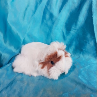 020-0225 Ginepig Peruvian Guinea Pig Erkek Sahiplendirildi Osmaniye 020-0225 Ginepig Peruvian Guinea Pig Erkek Sahiplendirildi Osmaniye