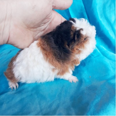 020-0237 Ginepig Kıvırcık Merino Guinea Pig Dişi Sahiplendirildi Mersin 020-0237 Ginepig Kıvırcık Merino Guinea Pig Dişi Sahiplendirildi Mersin