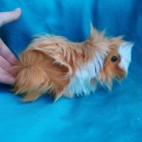 Ginepig Peruvian Guinea Pig Dişİ  Sahipledirildi