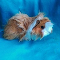Ginepig Peruvian Guinea Pig Dişİ  Sahipledirildi
