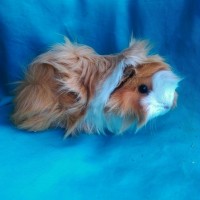 Ginepig Peruvian Guinea Pig Dişİ  Sahipledirildi