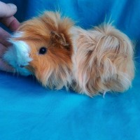 Ginepig Peruvian Guinea Pig Dişİ  Sahipledirildi