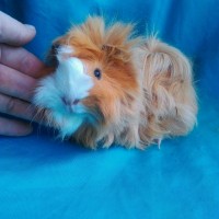 Ginepig Peruvian Guinea Pig Dişİ  Sahipledirildi