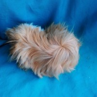 Ginepig Peruvian Guinea Pig Dişİ  Sahipledirildi