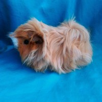 Ginepig Peruvian Guinea Pig Dişİ  Sahipledirildi