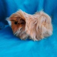 Ginepig Peruvian Guinea Pig Dişİ  Sahipledirildi