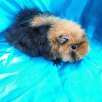Ginepig Kıvırcık Guinea Pig Dişi Sahiplendirildi K.Maraş