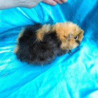 Ginepig Kıvırcık Guinea Pig Dişi Sahiplendirildi K.Maraş