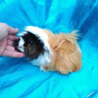 Ginepig Peruvian Guinea Pig Dişi Sahiplendirildi Köyceğiz Ginepig Peruvian Guinea Pig Dişi Sahiplendirildi Köyceğiz