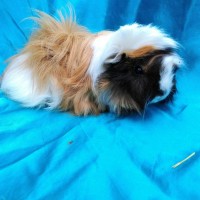 Ginepig Peruvian Guinea Pig Dişi Sahiplendirildi Köyceğiz Ginepig Peruvian Guinea Pig Dişi Sahiplendirildi Köyceğiz