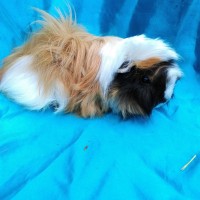 Ginepig Peruvian Guinea Pig Dişi Sahiplendirildi Köyceğiz Ginepig Peruvian Guinea Pig Dişi Sahiplendirildi Köyceğiz
