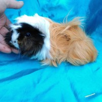 Ginepig Peruvian Guinea Pig Dişi Sahiplendirildi Köyceğiz Ginepig Peruvian Guinea Pig Dişi Sahiplendirildi Köyceğiz