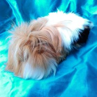 Ginepig Peruvian Guinea Pig Dişi Sahiplendirildi Köyceğiz Ginepig Peruvian Guinea Pig Dişi Sahiplendirildi Köyceğiz