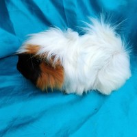Ginepig Peruvian Guinea Pig Dişi sahiplendirildi