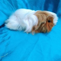 Ginepig Peruvian Guinea Pig Dişi  Sahiplenirildi
