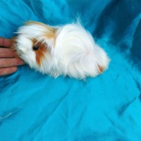 Ginepig Peruvian Guinea Pig Dişi  Sahiplenirildi