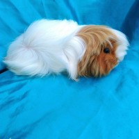 Ginepig Peruvian Guinea Pig Dişi  Sahiplenirildi