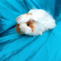 Ginepig Peruvian Guinea Pig Dişi  Sahiplenirildi