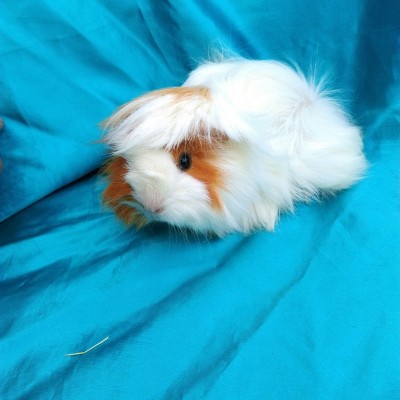 Ginepig Peruvian Guinea Pig Dişi  Sahiplenirildi