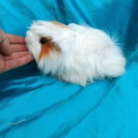 Ginepig Peruvian Guinea Pig Dişi  Sahiplenirildi