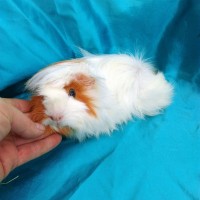 Ginepig Peruvian Guinea Pig Dişi  Sahiplenirildi