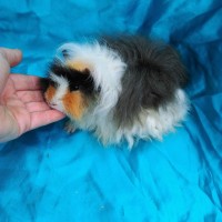 Ginepig Kıvırcık Guinea Pig Erkek sahiplendirildi İzmir Ginepig Kıvırcık Guinea Pig Erkek sahiplendirildi İzmir