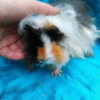 Ginepig Kıvırcık Guinea Pig Erkek sahiplendirildi İzmir Ginepig Kıvırcık Guinea Pig Erkek sahiplendirildi İzmir