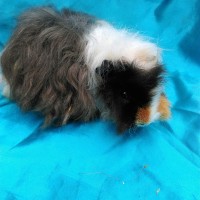 Ginepig Kıvırcık Guinea Pig Erkek sahiplendirildi İzmir Ginepig Kıvırcık Guinea Pig Erkek sahiplendirildi İzmir