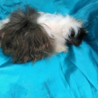 Ginepig Kıvırcık Guinea Pig Erkek sahiplendirildi İzmir Ginepig Kıvırcık Guinea Pig Erkek sahiplendirildi İzmir