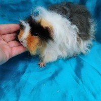 Ginepig Kıvırcık Guinea Pig Erkek sahiplendirildi İzmir Ginepig Kıvırcık Guinea Pig Erkek sahiplendirildi İzmir