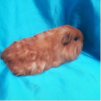 019-0315 Guinea Pig Sheltie Ginepig Dişi Sahiplendirildi Ordu 019-0315 Guinea Pig Sheltie Ginepig Dişi Sahiplendirildi Ordu