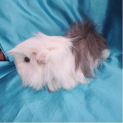019-0328 Yetişkin Ginepig Peruvian Guinea Pig Dişi Sahiplendirildi Bandırma 019-0328 Yetişkin Ginepig Peruvian Guinea Pig Dişi Sahiplendirildi Bandırma