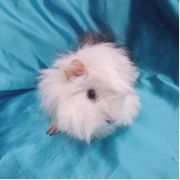 019-0328 Yetişkin Ginepig Peruvian Guinea Pig Dişi Sahiplendirildi Bandırma 019-0328 Yetişkin Ginepig Peruvian Guinea Pig Dişi Sahiplendirildi Bandırma