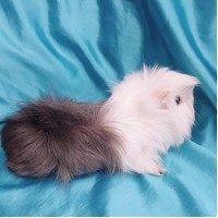 019-0328 Yetişkin Ginepig Peruvian Guinea Pig Dişi Sahiplendirildi Bandırma 019-0328 Yetişkin Ginepig Peruvian Guinea Pig Dişi Sahiplendirildi Bandırma