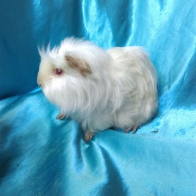 Ginepig Saten Coronet-Crested Guinea Pig Erkek Sahiplendirildi