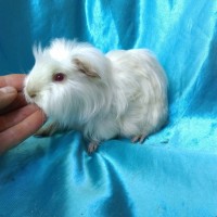 Ginepig Saten Coronet-Crested Guinea Pig Erkek Sahiplendirildi